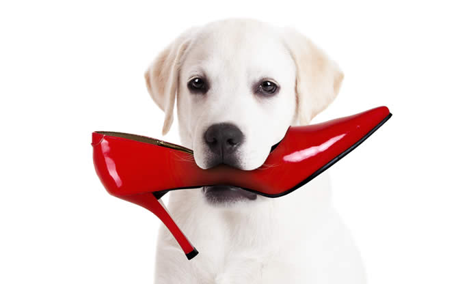 blog_argentine_tango_dog_chewing_shoes